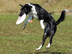 Src: http://commons.wikimedia.org/wiki/File:Border_collie_jumping_up_to_catch_frisbee.jpg
